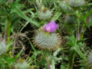 urquhart_castle5