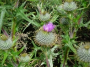 urquhart_castle6