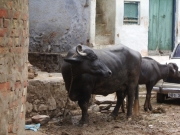 neemrana_08