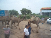 to_neemrana_15