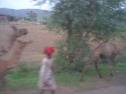 to_neemrana_16