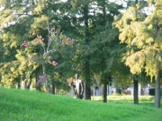 new-orleans-228