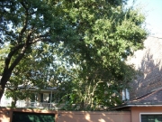 new-orleans-32