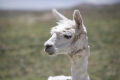 dsc_2042