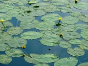 CIMG7087