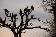 DSC_4715.jpg