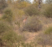 giraffina