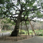 CIMG0579