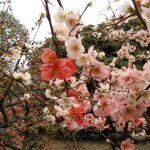 CIMG0726