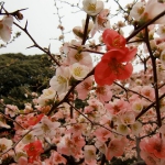CIMG0728