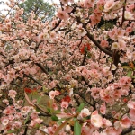 CIMG0729