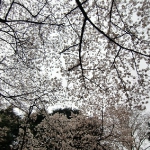 CIMG0774