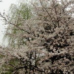 CIMG0831