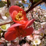 DSCN5586