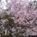 dscn5690