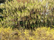 cimg0719