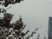 cimg0874