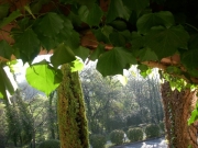 DSCN0036